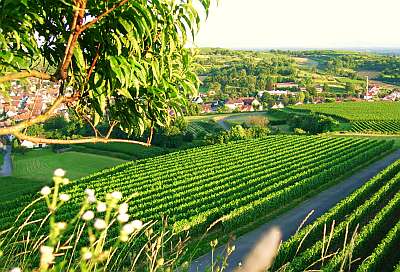 Weinberge bei Malterdingen